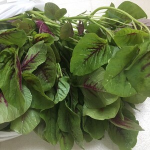 May include: A bunch of fresh green amaranth leaves with red veins. The leaves are bundled together and ready to be cooked.