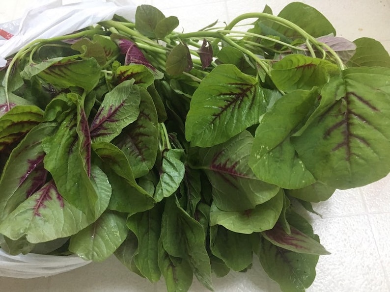 May include: A bunch of fresh green amaranth leaves with red veins. The leaves are bundled together and ready to be cooked.