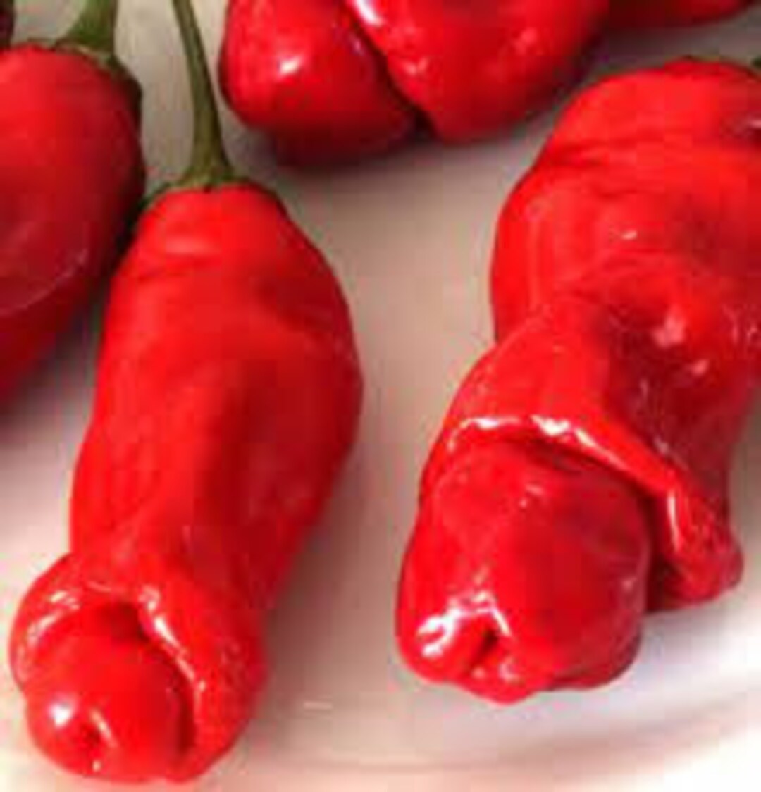 15 Peter Pepper Red Seeds Willy Pepper Perverted Chilli Etsy