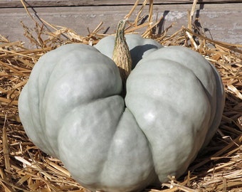 15 TRIAMBLE PUMPKIN Seeds,  Aussie Shamrock Squash, Tri-Star; gorgeous blue color, highly decorative; heirloom