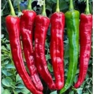 May include: A group of six red and green chili peppers. The peppers are long and slender, with a pointed tip. They are arranged in a cluster, with the green pepper in the center.
