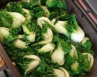 May include: A close-up of a pan filled with bok choy, a type of Chinese cabbage, being cooked. The bok choy is green and white and is arranged in a single layer in the pan.