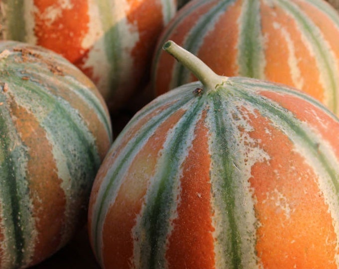 15 Kajari Melon Seeds a Rare Heirloom Melon Etsy