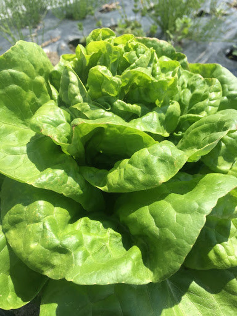 1gram 1000 OKAYAMA Butterhead Japanese Lettuce Seeds Etsy UK
