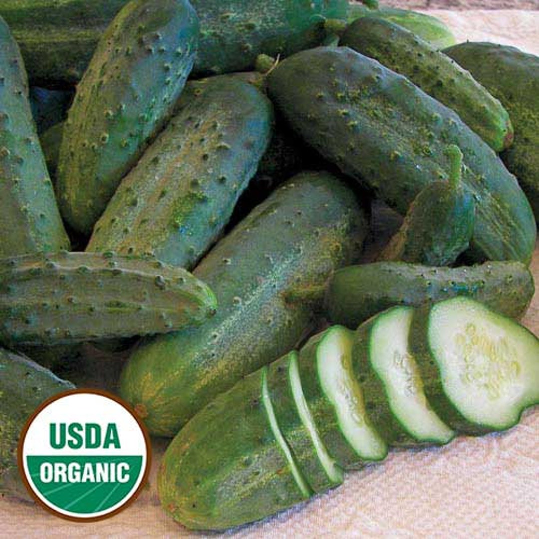 20 Organic Snow's Fancy Pickling Cucumber Seeds Historic Heirloom