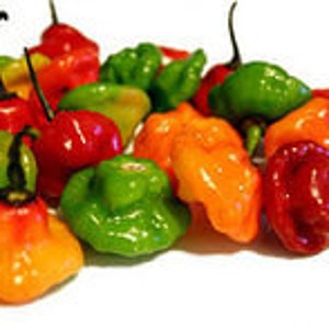 50 Aji Dulce Puerto Rico Rainbow Pepper seeds ajicito, ajíes, ají gustoso, ají cachucha image 2