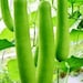 see more listings in the Gourd/Squash/Cucumber section