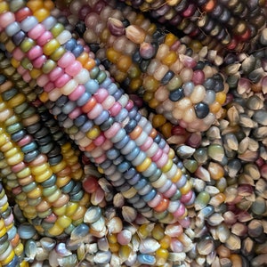 GLASS GEM Heritage Native Corn seeds; Ornamental Rainbow-Colored Indian Corn; heirloom non-GMO; 2024 crop; high germination