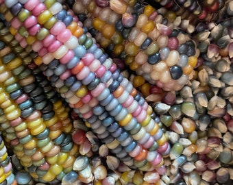 Glass Gem Herloom ndan Organc Cherokee Non-gmo Corn - 50 Seeds - Etsy