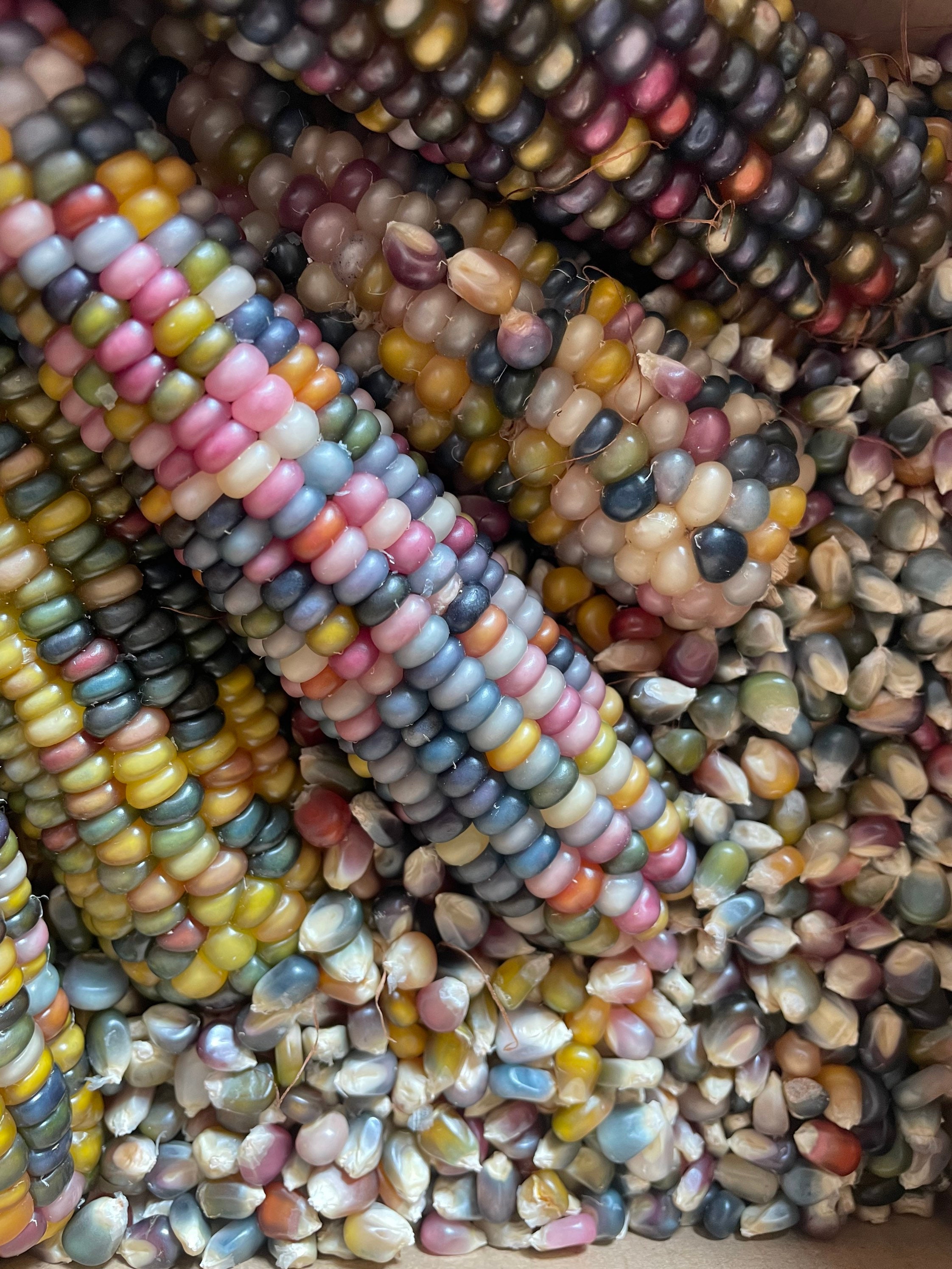 40 Corn Vegetable Seeds Mixed Glass Stone Grain Heirloom Sweet Colorful Plant 