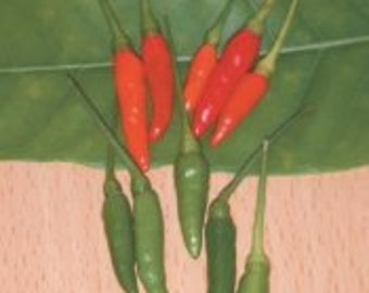 50 GARDEN BIRD Thai Hot Pepper seeds; Chili Chilli Chile