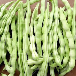 30 BAI BU LAO Romano Pole Bean seeds; Baibulao; Whitish Flat Beans with 10-12&quot; meaty pods; Chinese Heirloom; 白不老芸架豆 九粒白 老來少