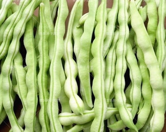 30 BAI BU LAO Romano Pole Bean seeds; Baibulao; Whitish Flat Beans with 10-12" meaty pods; Chinese Heirloom; 白不老芸架豆 九粒白 老來少