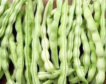 30 BAI BU LAO Romano Pole Bean seeds; Baibulao; Whitish Flat Beans with 10-12" meaty pods; Chinese Heirloom; 白不老芸架豆 九粒白 老來少