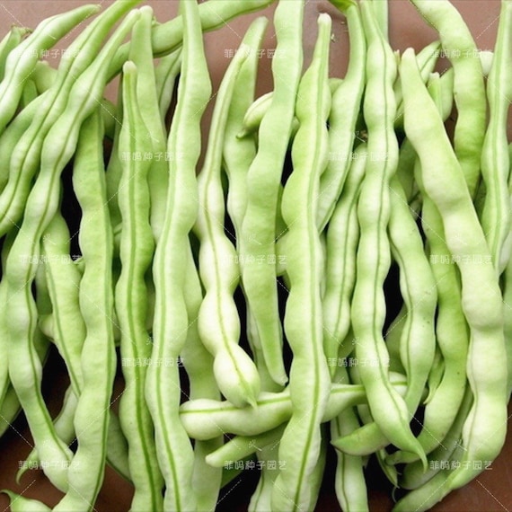 30 BAI BU LAO Romano Pole Bean seeds; Baibulao; Whitish Flat Beans with 10-12" meaty pods; Chinese Heirloom; 白不老芸架豆 九粒白 老來少