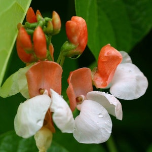 12 PAINTED LADY Runner Bean Seeds; Bi-Color Flowers; ornamental; edible landscape