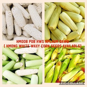 May include: Four different types of corn cobs, including white, yellow, and green. The text "HMOOB POB KWS NPLAUM DAWB (HMONG WHITE WAXY CORN SEEDS AVAILABLE)" is written on the image.