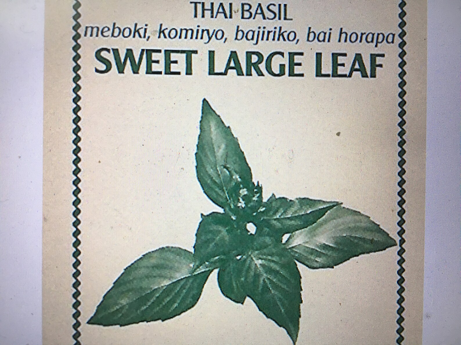 1200 2gram Thai Basil SWEET LARGE LEAF seeds nongmo Etsy