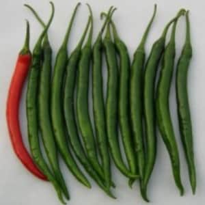 50+ Thai PRIK CHI FAA Hot Pepper Chili seeds; make your own Sriracha sauce; Prik Chee Fah