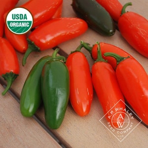 30 organic Jalapeno Orange Spice hot pepper seeds; NuMex