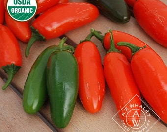 30 organic Jalapeno Orange Spice hot pepper seeds; NuMex