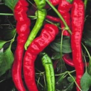 JIMMY NARDELLO Sweet Pepper seeds; Italian heirloom; great for frying; 6&quot;-10&quot; long; All Time Favorite