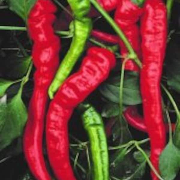 JIMMY NARDELLO Sweet Pepper seeds; Italian heirloom; great for frying; 6"-10" long; All Time Favorite