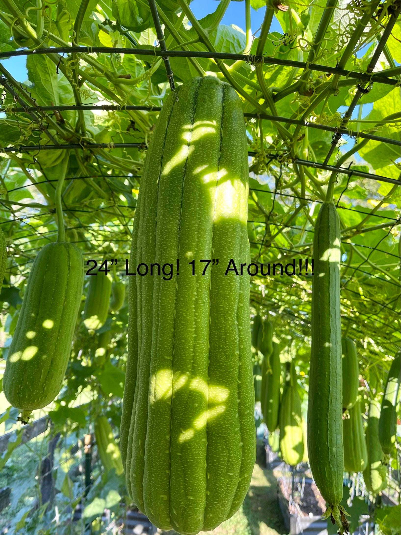 20 Jersey Giant Sponge Gourd Luffa seeds from M.Laszlo of Hunters Run Farm; jumbo uniform cylindrical loofah fruits with dense fabric