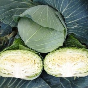 100 Summer Dish F1 Japanese Cabbage seeds; 日本夏碟高丽菜; Crispy and sweet taste