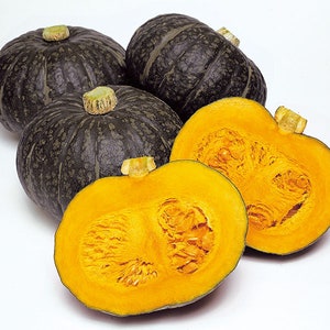 10 HOKKORI Hybrid Japanese Kabocha Winter Squash seeds; 栗南瓜, ほっこり; Chestnut pumpkin