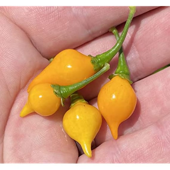 20 Biquinho Yellow Hot Pepper Seeds; Brazil Heirloom; Little