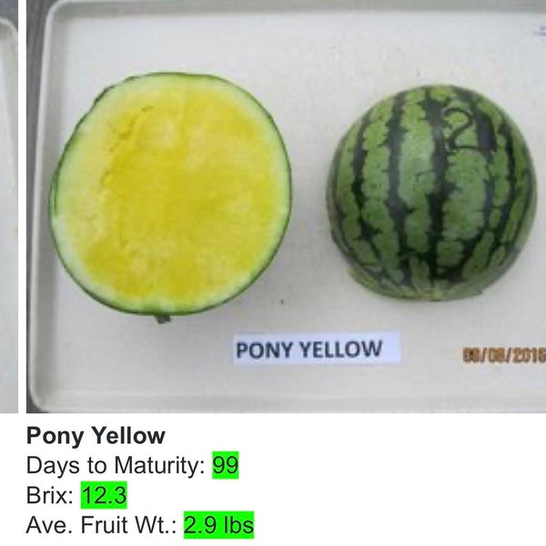 Rare Find! 20 Pony Yellow Hybrid Japanese Watermelon Seeds; Sweetest Personal Size Brix 12.3