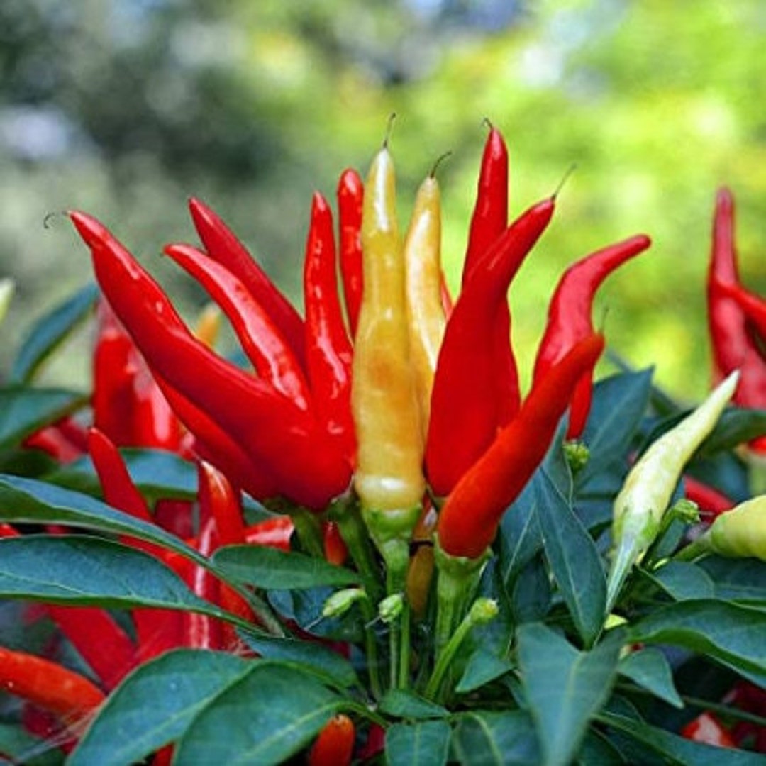 50 SANTAKA Japanese Chile Pepper seeds Japones Santaka very hot 栃木三鷹唐辛子 とちぎさんたか - Etsy 日本 50 SANTAKA Japanese Chile Pepper seeds Japones Santaka very hot 栃木三鷹唐辛子 とちぎさんたか - Etsy 日本