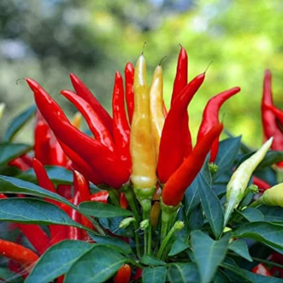 50 SANTAKA Japanese Chile Pepper Seeds Japones Santaka Very Etsy
