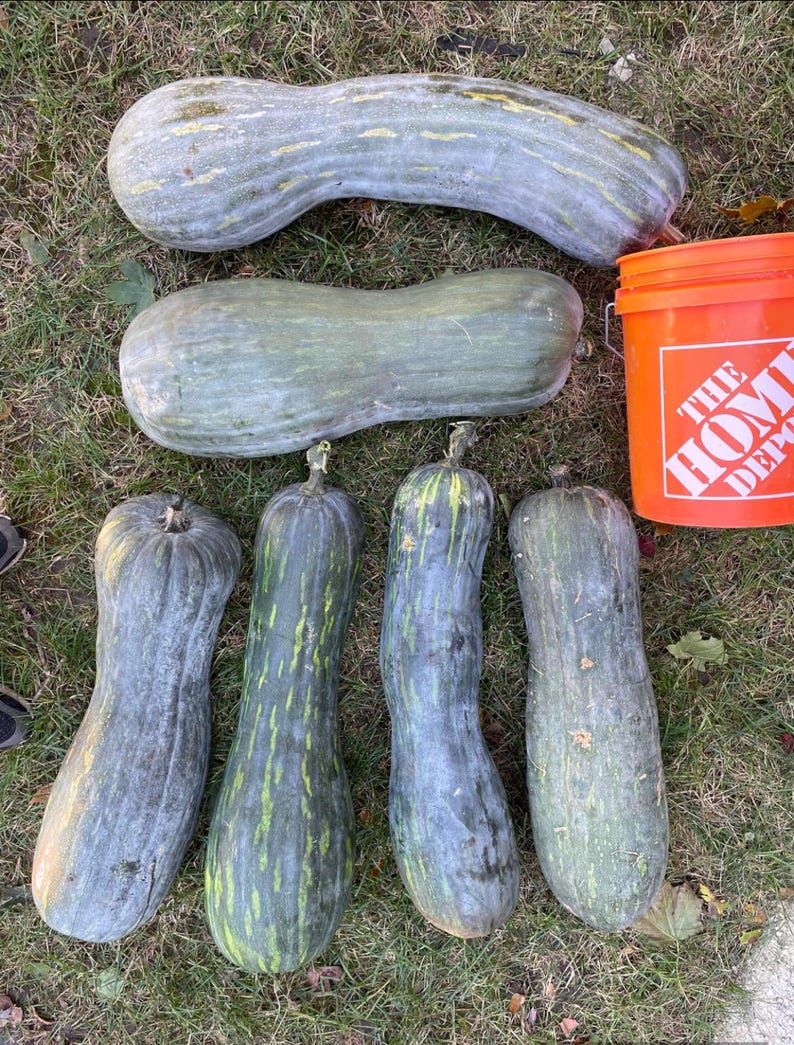 PanAsiaHeirloom Zucca Lunga Piena di Napoli Seeds - Thumbnail 5