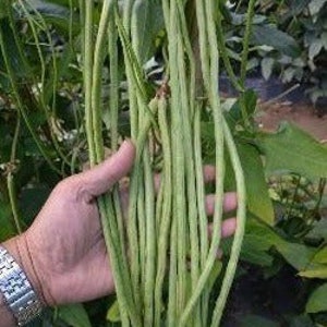 30 Fong #1 Yard Long Bean seeds 丰豇一号