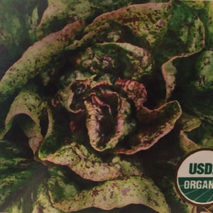 2-gram 1600+ SPECKLED LETTUCE seeds; USDA organic; Amish Dutch