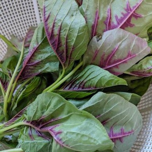 1/4-oz 7000+ Red Stripe Leaf Amaranth seeds; 紅莧菜; Rau Den; Red Callaloo / Chinese Summer Spinach, new arrival May 2025