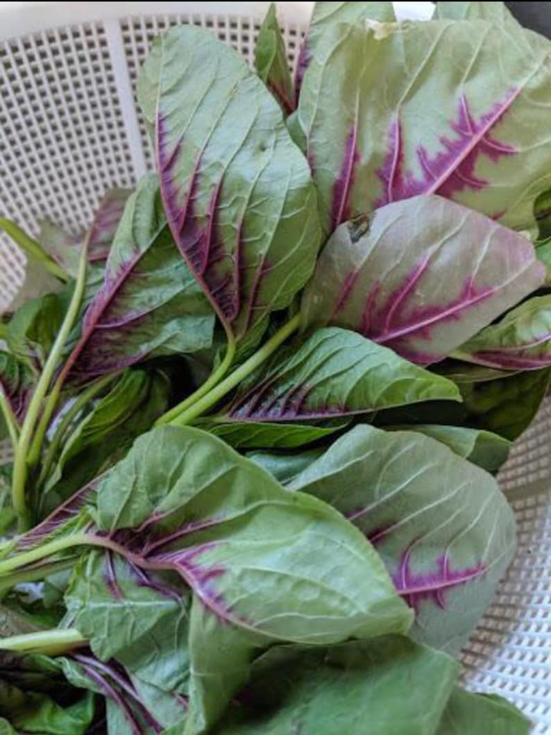 May include: A bunch of green leafy vegetables with red veins. The leaves are arranged in a basket.
