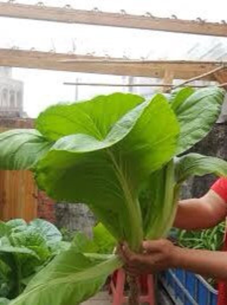 1000 1/8oz HIROSHIMANA 廣島菜 安芸菜 Loosehead Chinese Cabbage Etsy