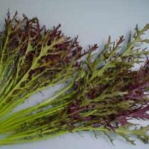 May include: A bunch of red and green leafy greens, likely a type of mustard greens.