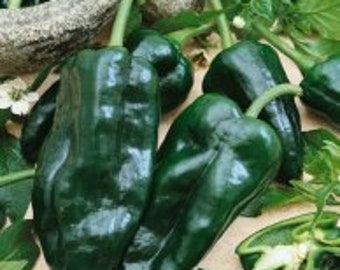 50 POBLANO ANCHO Pepper seeds; Mexican heirloom; great for frying, roasting or stuffing; 4" fruit size