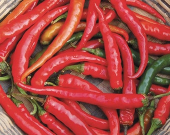 20 organic RING Of FIRE Hot Pepper Seeds; SHU 20,000; Mature Early!