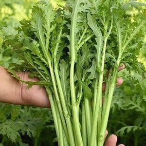 Rare Find!!! 1500 KOMI SHUNGIKU seeds; Long Stem Chrysanthemum Greens; Vietnamese Tần Ô, Rau Cú, Caỉ Cúc; Tong Ho 光桿茼蒿