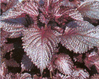 2 gramos de semillas de hierba perilla roja japonesa 1300 AKA SHISO; 赤じそ、también conocido como jiso akajiso; Planta de bistec; 紅葉紫蘇