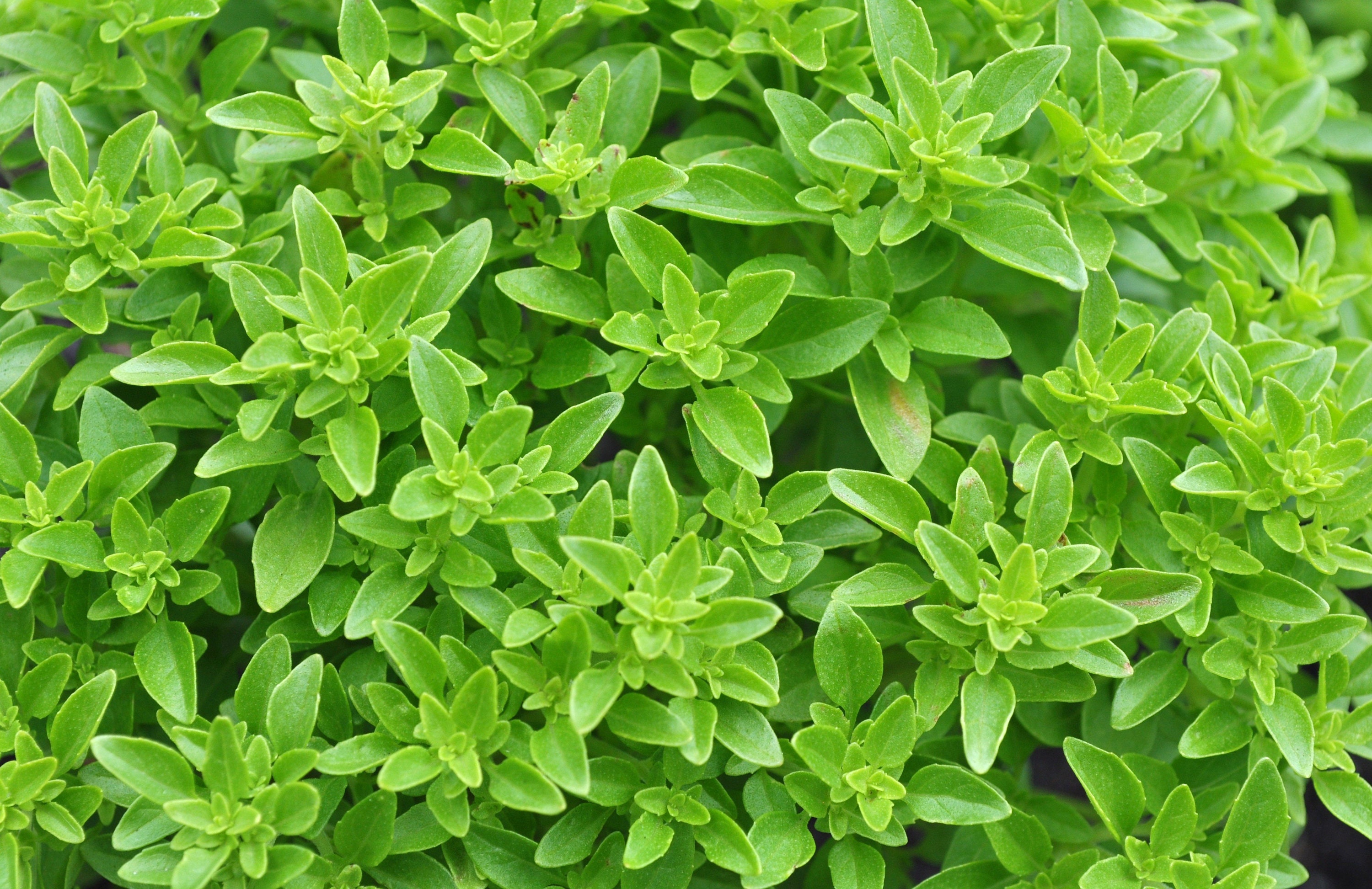 2-gram 1200 SPICY GLOBE BASIL seeds; non-gmo heirloom