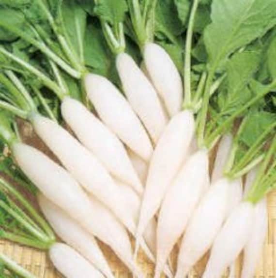 500 Shirahime Hatsuka Daikon Japanese Radish Seeds 白姫廿日大根 Etsy 500 Shirahime Hatsuka Daikon Japanese Radish Seeds 白姫廿日大根 Etsy