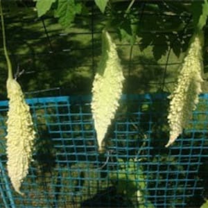10 Gori Hybrid Indian White Bittergourd seeds; Karela; Bitter Melon Bittermelon; Balsam Pear