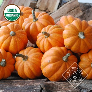 20 organic Gill’s Golden Pippin Squash seeds; very flavorful ; single serving sized