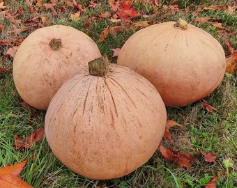 10 organic Theron's Winter Harvest winter squash seeds; non-GMO heirloom; Huge!!! 50 pounds possible